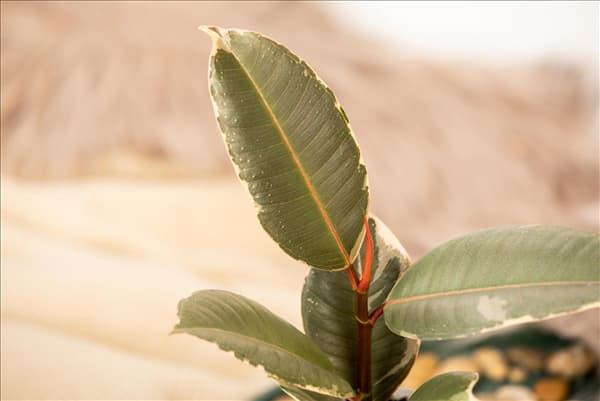 Ficus elastica 'Tineke'