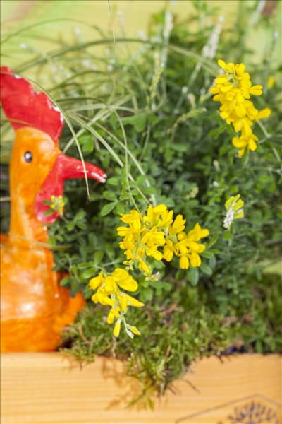 Cytisus racemosus