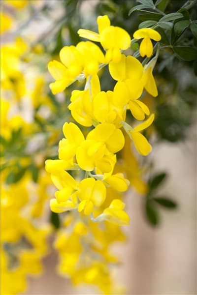 Cytisus racemosus