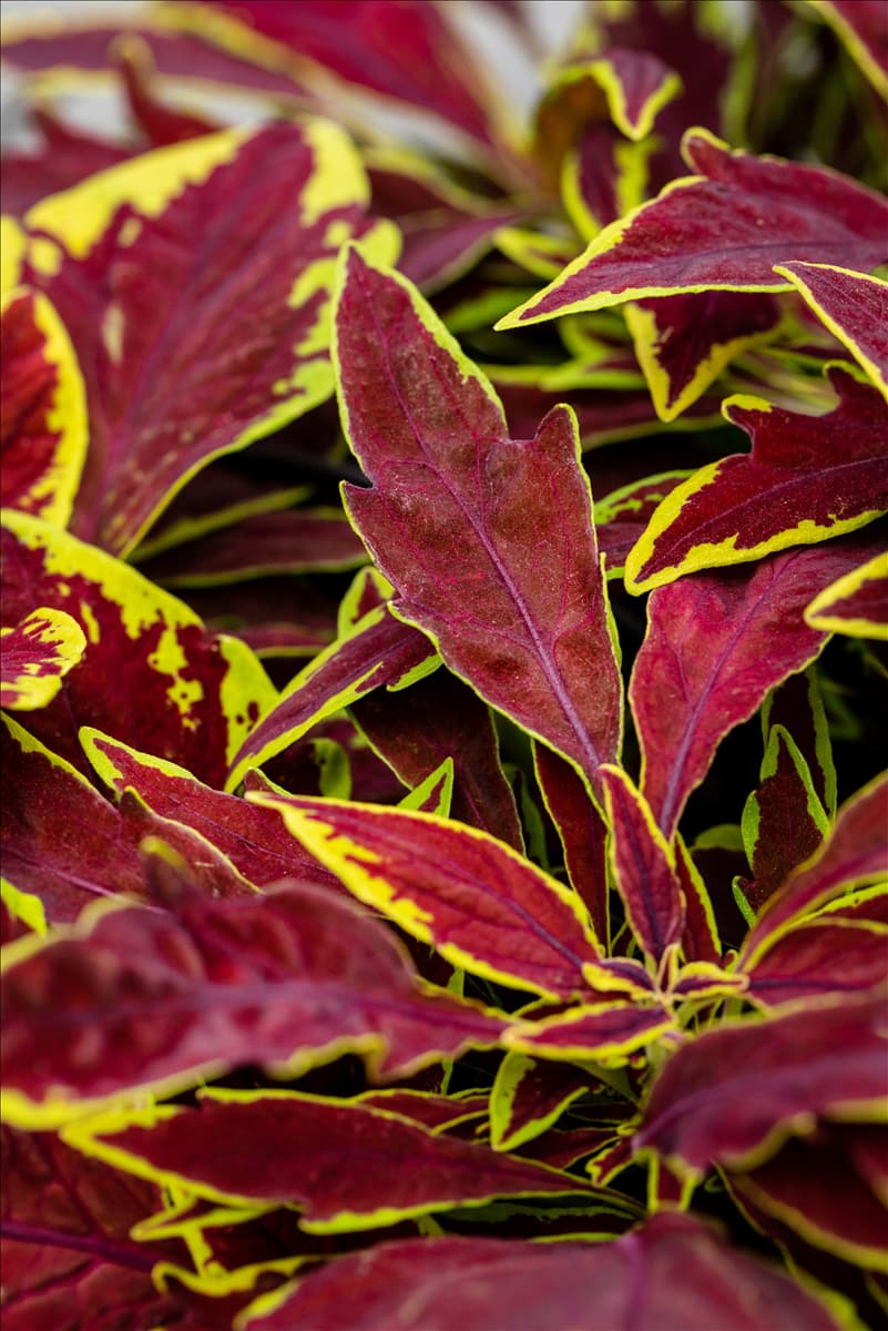 Coleus blumei 'Le Freak'