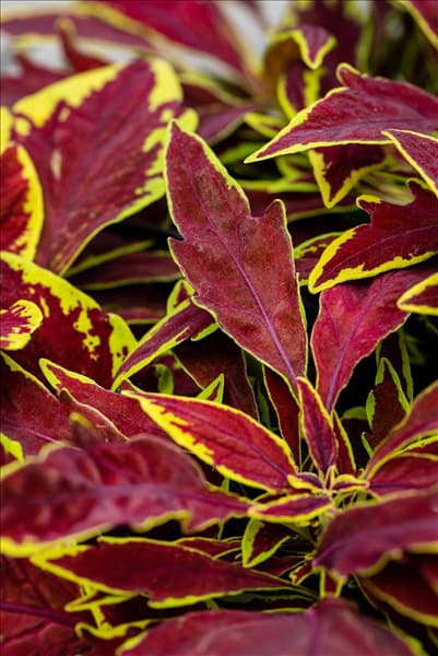 Coleus blumei 'Le Freak'