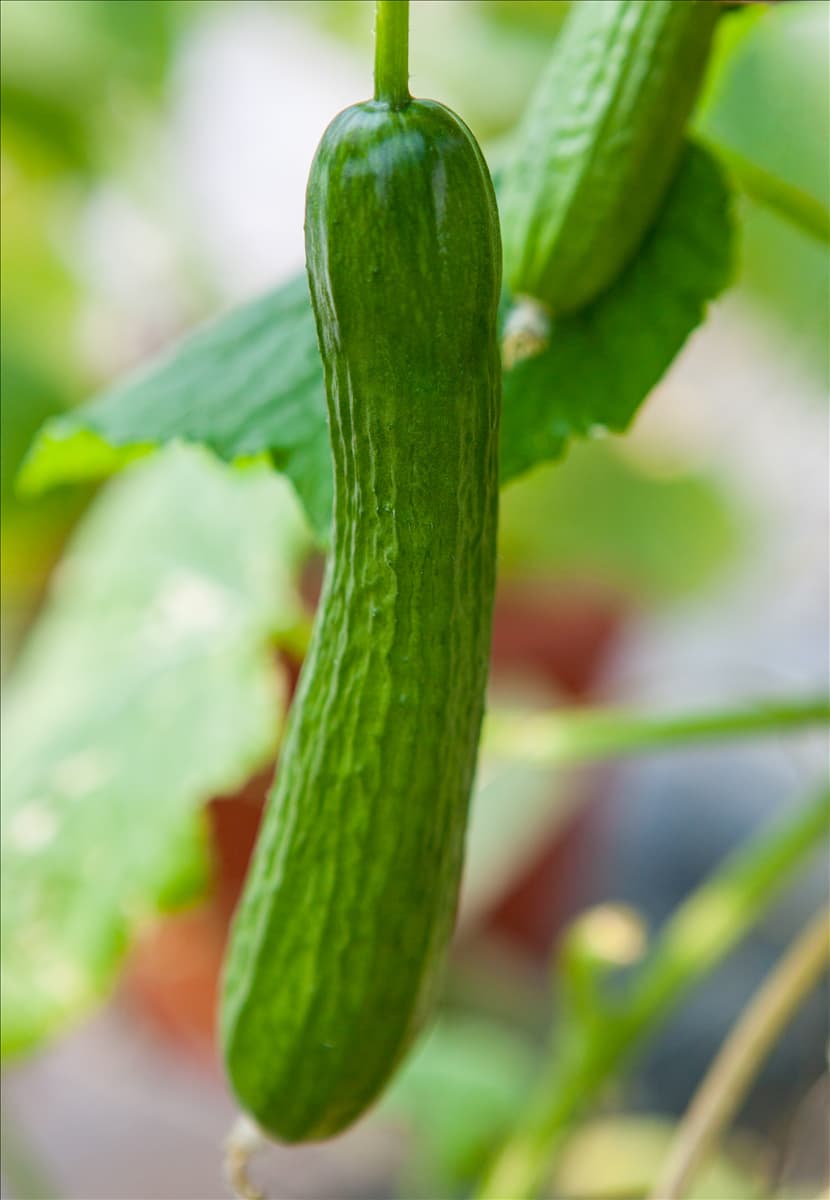Cucumis sativus 'Salamanda F1'