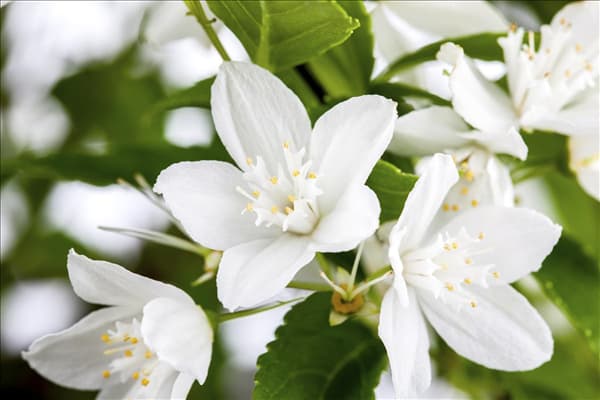 Deutzia gracilis