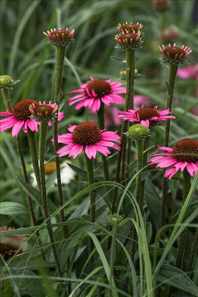 Echinacea 'Mooodz'®