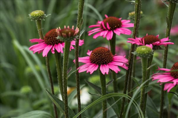 Echinacea 'Mooodz'®