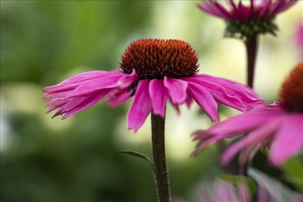 Echinacea 'Mooodz'®