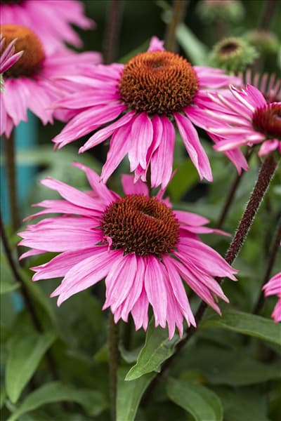 Echinacea 'Mooodz'®