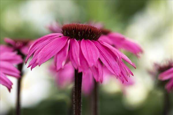 Echinacea 'Mooodz'®
