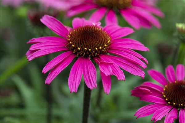 Echinacea 'Mooodz'®