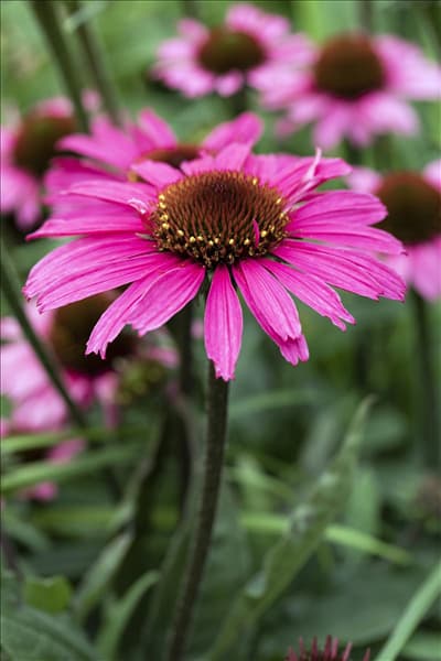 Echinacea 'Mooodz'®