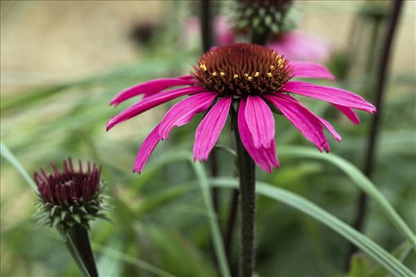 Echinacea 'Mooodz'®