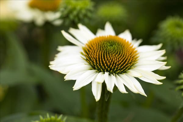 Echinacea 'Mooodz'®