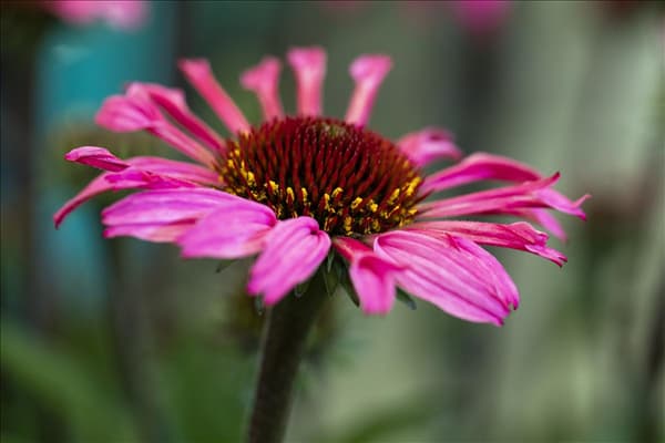 Echinacea 'Mooodz'®