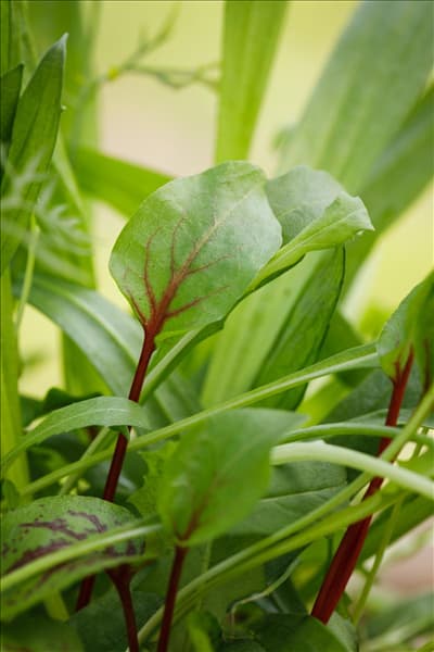 Rumex sanguineus