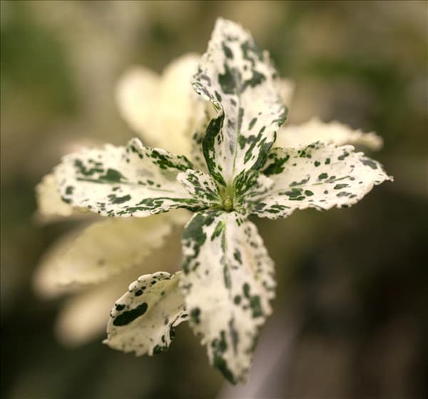 Euonymus fortunei 'Harlequin'