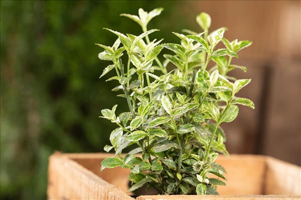 Euonymus fortunei 'Harlequin'
