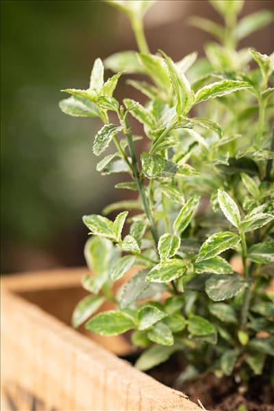 Euonymus fortunei 'Harlequin'