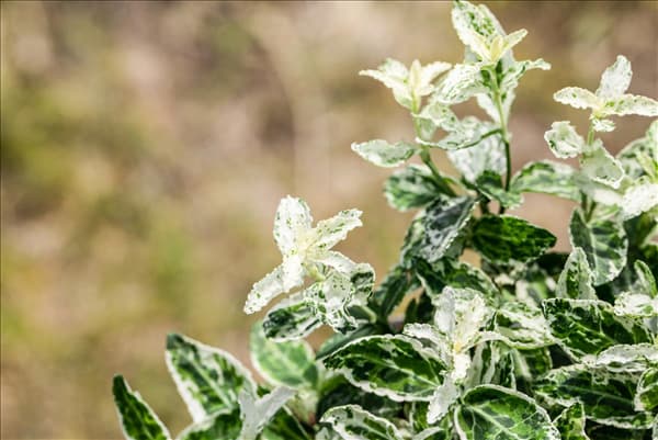 Euonymus fortunei 'Harlequin'
