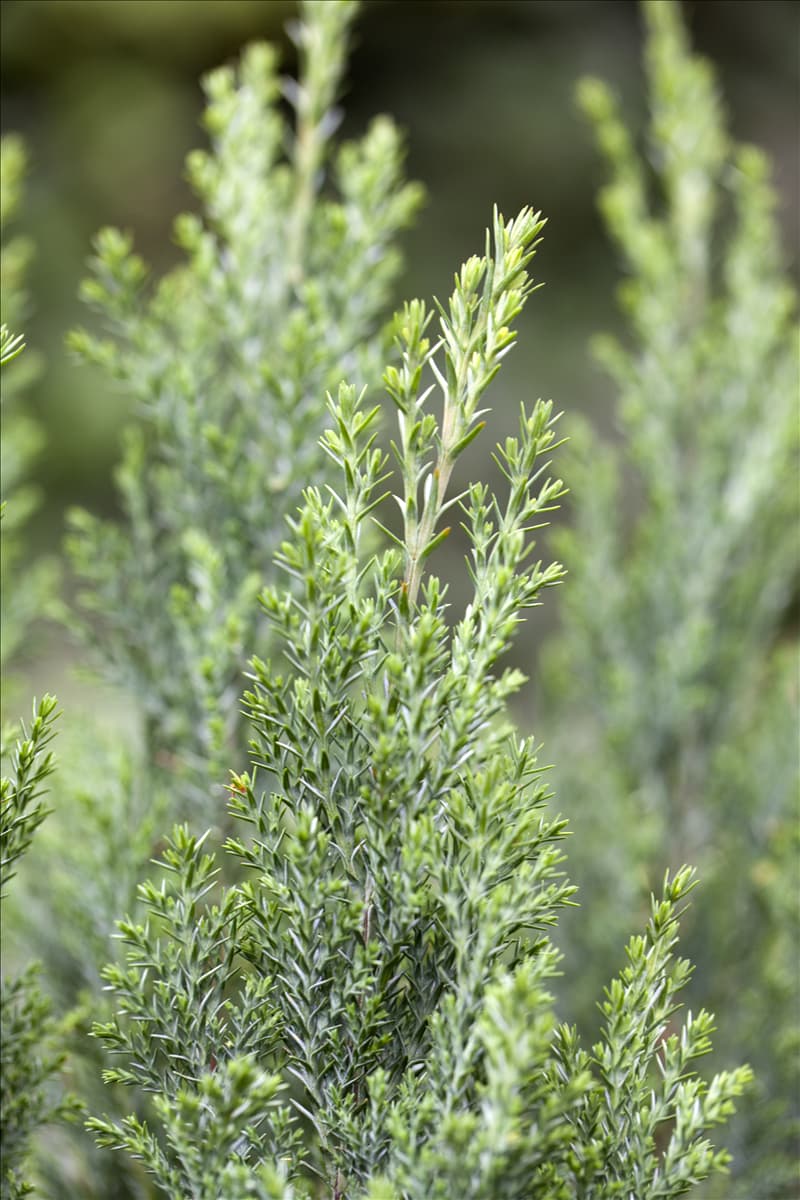 Chamaecyparis lawsoniana 'Ellwoodii'
