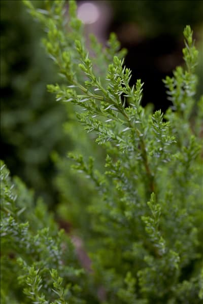 Chamaecyparis lawsoniana 'Ellwoodii'