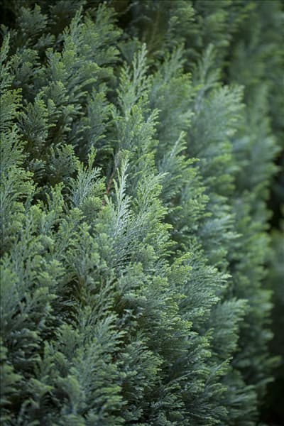Chamaecyparis lawsoniana 'Ellwoodii'