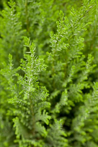 Chamaecyparis lawsoniana 'Ellwoodii'