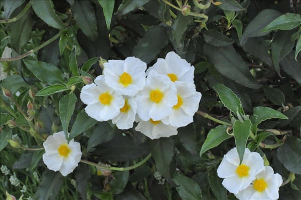 Cistus laurifolius
