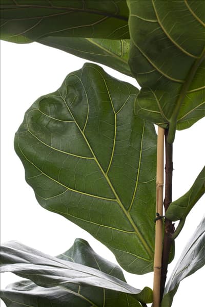 Ficus lyrata