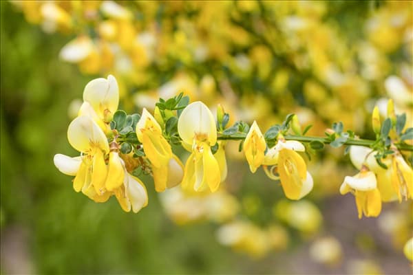 Cytisus x praecox 'Lydia'