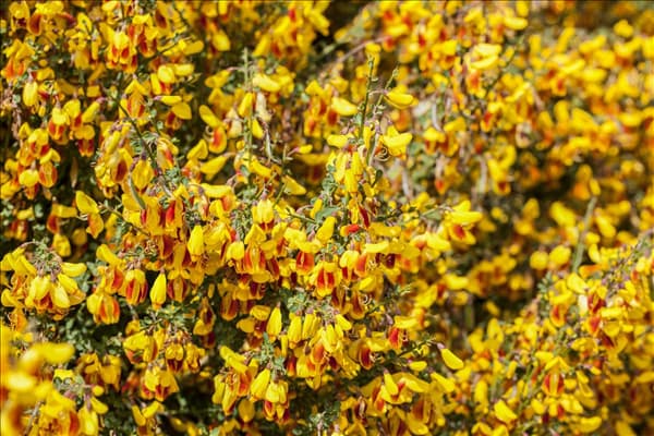 Cytisus scoparius