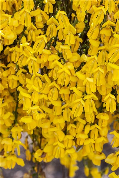 Cytisus scoparius 'Golden Tears'
