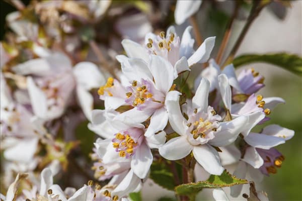 Deutzia kalmiiflora