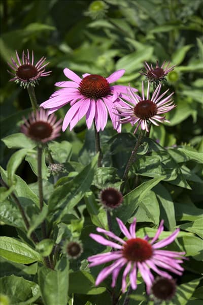 Echinacea purpurea