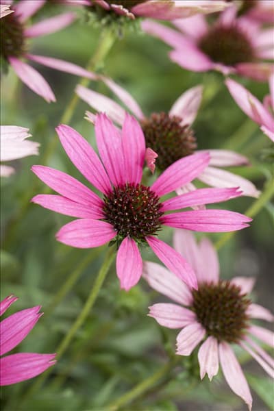 Echinacea purpurea