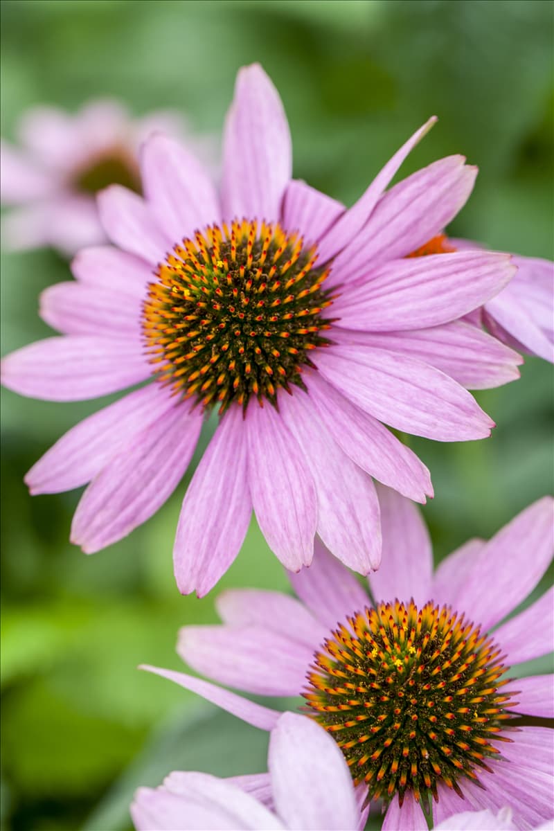 Echinacea purpurea