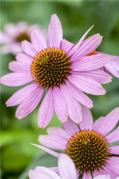 Echinacea purpurea