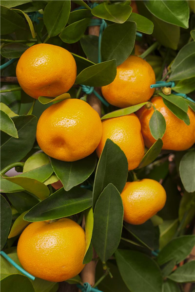 Citrofortunella microcarpa