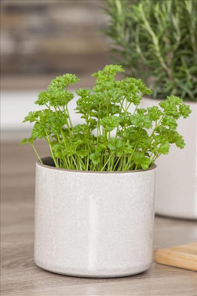 Petroselinum crispum 'Mooskrause 2'