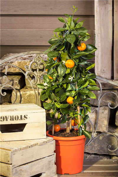 Citrus sinensis