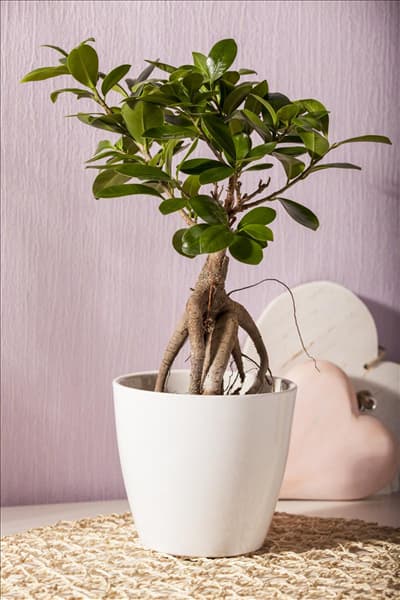 Ficus microcarpa 'Ginseng'