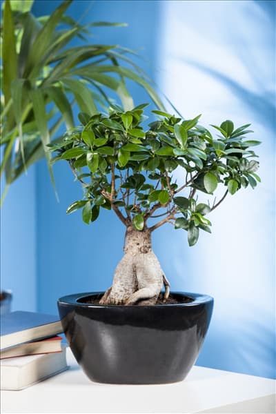 Ficus microcarpa 'Ginseng'