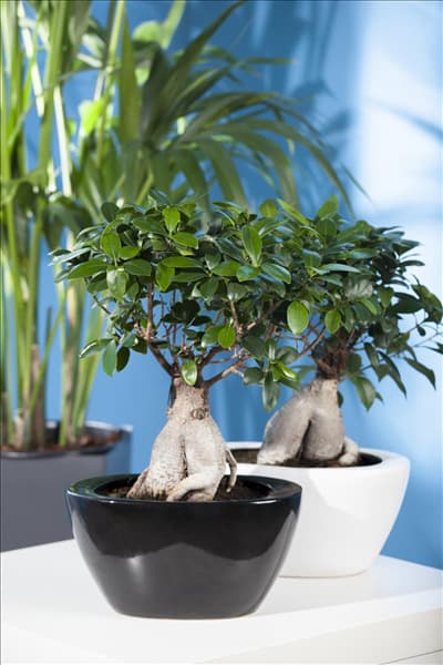 Ficus microcarpa 'Ginseng'