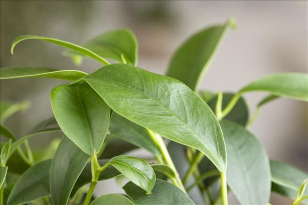 Ficus microcarpa 'Ginseng'