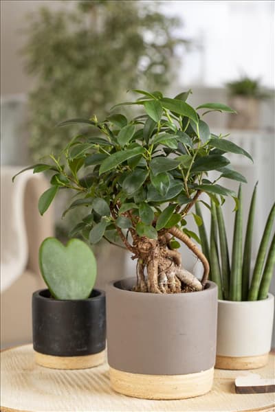 Ficus microcarpa 'Ginseng'