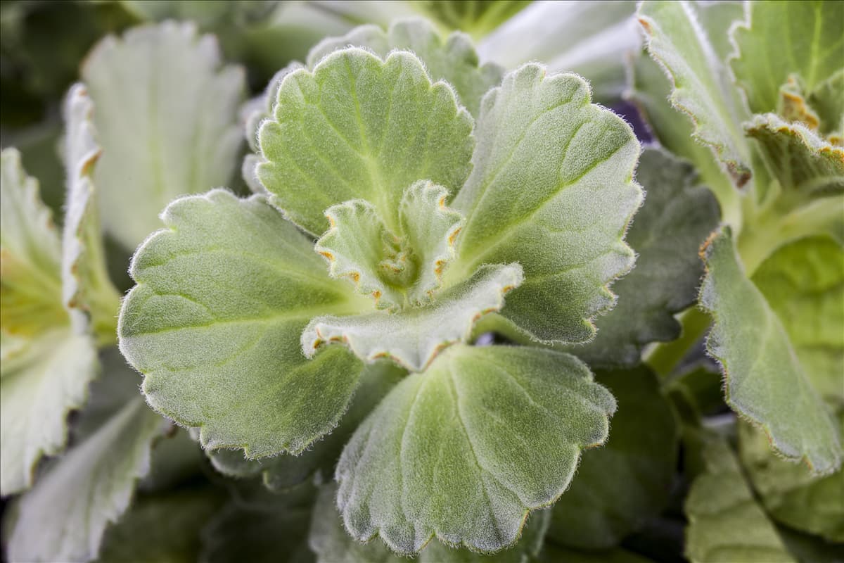 Coleus canina