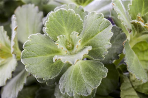 Coleus canina