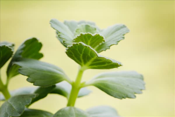 Coleus canina