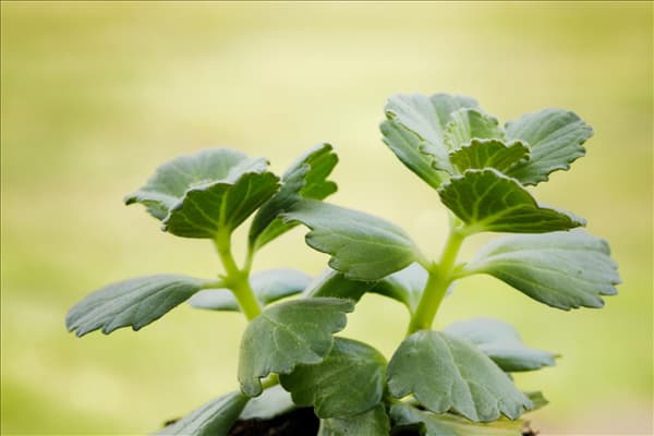 Coleus canina