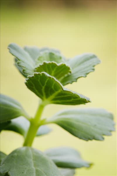 Coleus canina