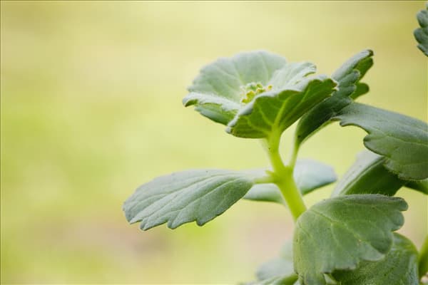 Coleus canina